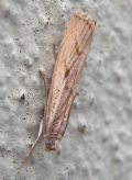 Agriphila geniculea